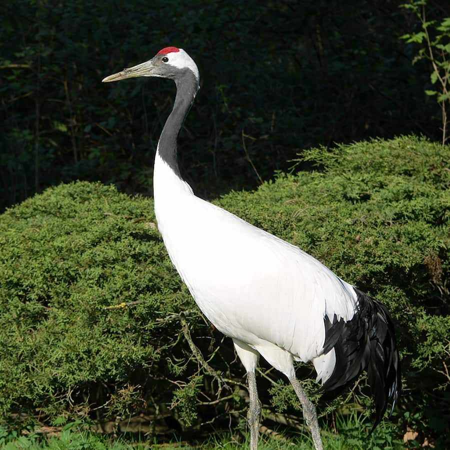 The Japanese crane (Tsuru 鶴). 
The illustrations in this section are created using artificial intelligence, under the guidance of our editorial team.
This technology allows us to bring historical or legendary scenes to life, in keeping with our passion for authenticity and imagination.
#Terressens, where stories take shape