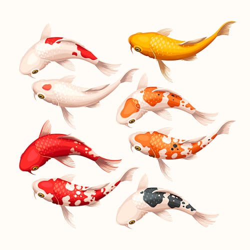 Koi carp (鯉 Asian carp; Adobe Stock n° 356764430)